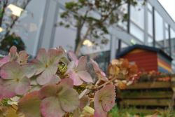 Staude_1