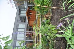Staude_2